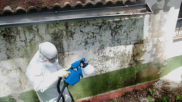 Top rated local Mold Testing specialists in Trenton, FL